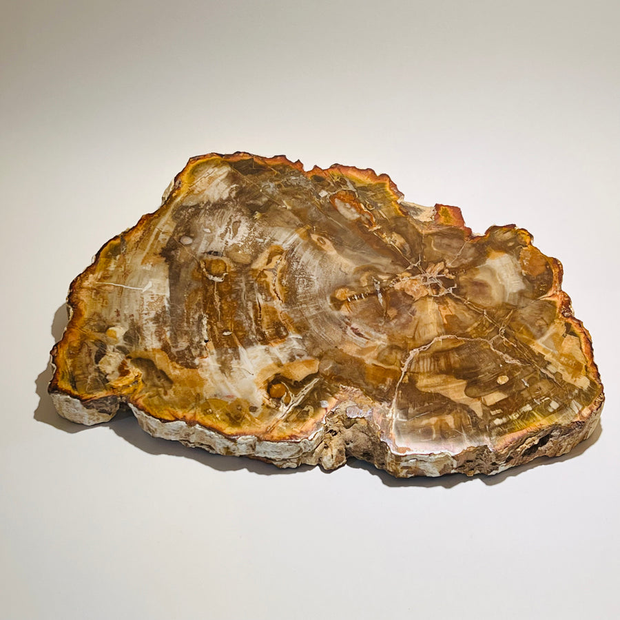 Fossil or Petrified Wood